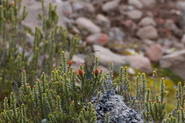Colibri au Chimborazo