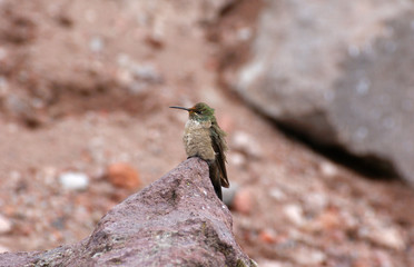 Colibri au Chimborazo