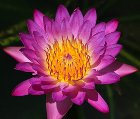 Lotus