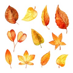 Set autumn leaves watercolor. Vector