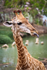 Giraffe