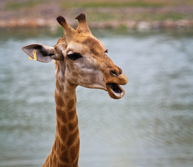 Giraffe