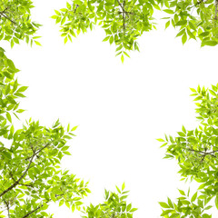 Fototapeta na wymiar Frame of green leaves