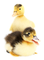 Little cute ducklings isolated on white