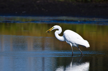 Great Egret With Caught Fish in Autumn