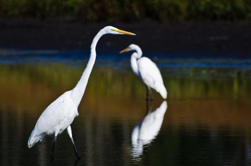 Great Egrets Hunting for Fish in Autumn