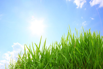 Sommer Wiese