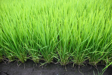 rice fields