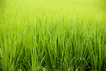 rice fields
