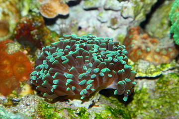 anemone © marco7r7