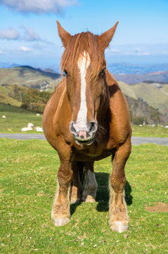 Wild horse in Pyrenees