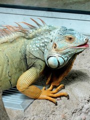lézard