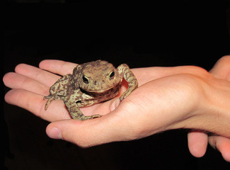 Toad sitting on the palm on a black background.