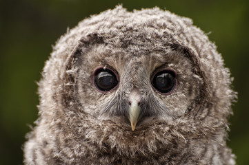 Little owl with big yes