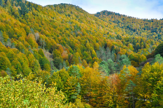 Irati forest in autumn, Navarre (Spain)