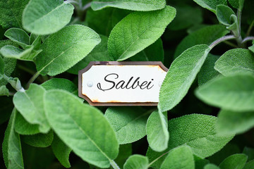 Frischer Salbei