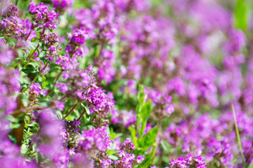 Obraz premium flower on the field