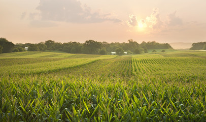 Midwestern cornfield below setting sun - obrazy, fototapety, plakaty