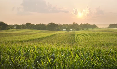 Schilderijen op glas Midwestern cornfield below setting sun © Daniel Thornberg