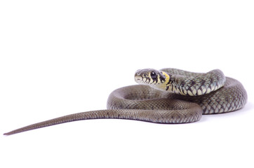 snake