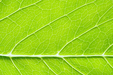 leaf  background