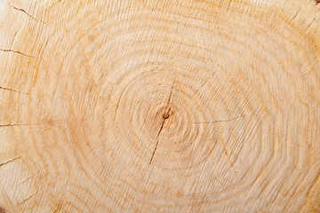 close-up wooden cut texture
