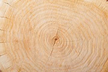Naklejka premium close-up wooden cut texture