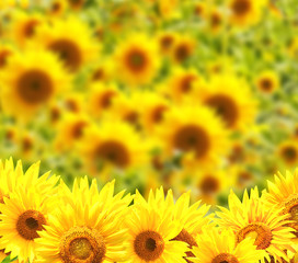 Fototapeta premium Border with sunflowers