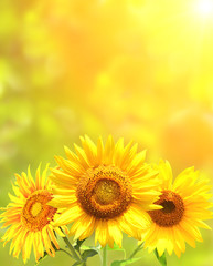 Bright yellow sunflowers