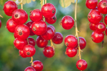red currant