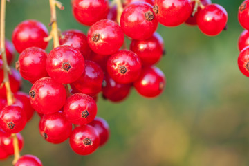 red currant