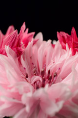 Bouquet pink cornflowers