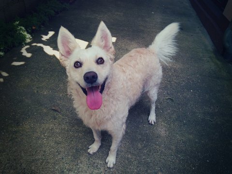Funny smiling white pulin dog