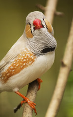Zebra finch
