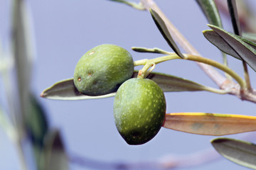 Aceitunas creciendo, Sauceda, Hurdes, España