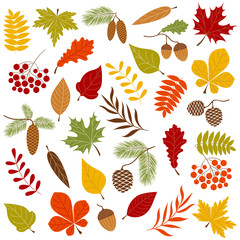 Obraz premium Autumn forest