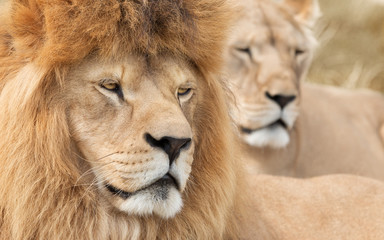 Vigilant lion and lioness