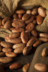 Raw Organic Cocoa Beans