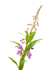 Obraz premium fireweed