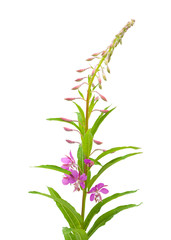 Fototapeta premium fireweed
