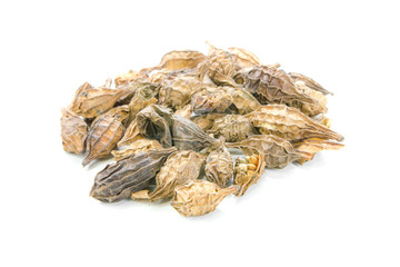 Gymnopetalum chinensis (Lour.) Merr. on white background