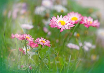 Tableaux ronds sur plexiglas Marguerites Daisy with white - pink petals