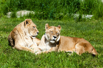 Fototapeta na wymiar Pair of Female Lions (Panthera Leo)