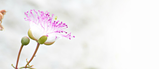 Fiore di cappero