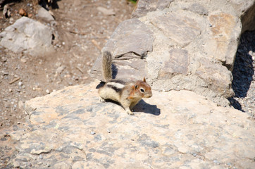 Richardson's ground squirrel Banff Canada