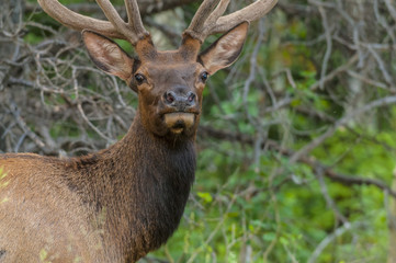Elk looking toward the camera close up