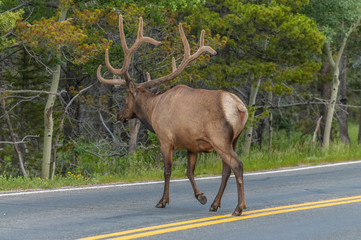 Elk near the road