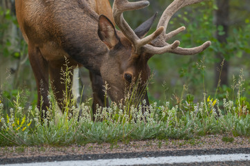 Fototapeta premium Elk near the road