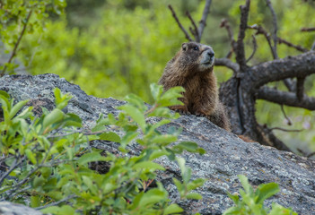 Curious marmot