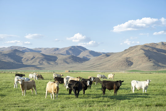 Herd of Cows Standing Rural Field with Mountains